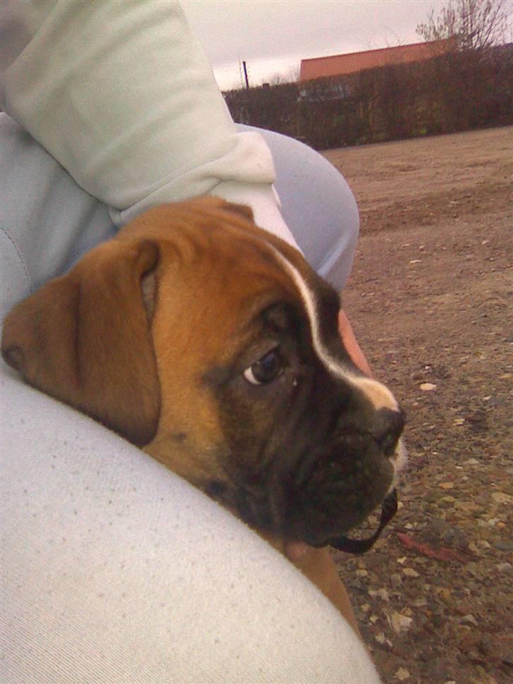 Boxer Arnold, død 24.10.08 - 8 til 9 uger billede 1