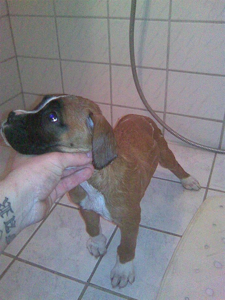 Boxer Arnold, død 24.10.08 - 8 til 9 uger første badetur. billede 2