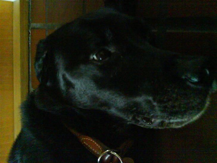 Labrador retriever Gibson *R.I.P* billede 20