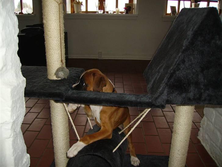 Boxer Arnold, død 24.10.08 - ved ik om jeg er en kat eller hund men den mus vil jeg have  billede 3