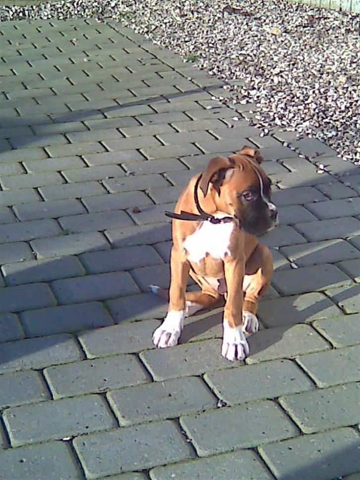 Boxer Arnold, død 24.10.08 billede 4