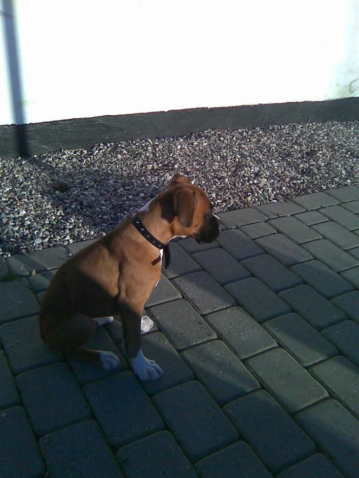 Boxer Arnold, død 24.10.08 billede 5