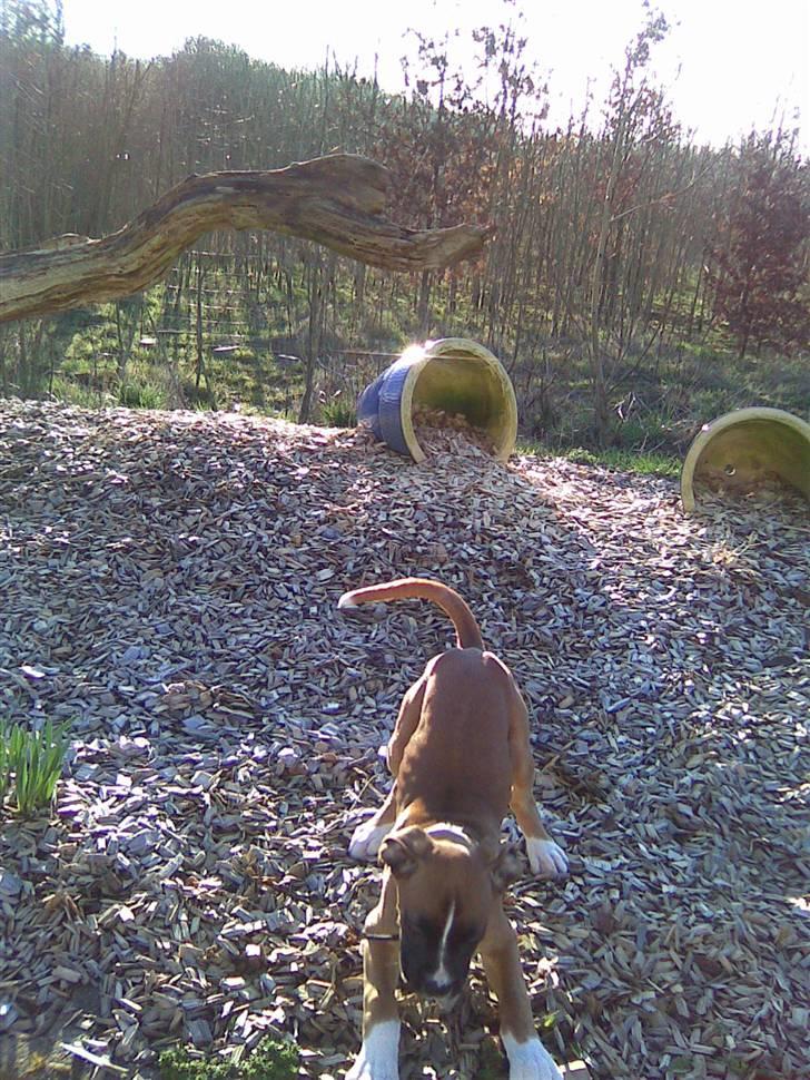 Boxer Arnold, død 24.10.08 billede 7