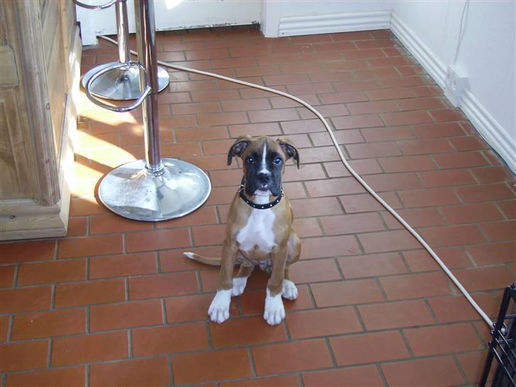 Boxer Arnold, død 24.10.08 billede 8