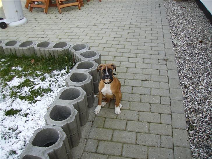 Boxer Arnold, død 24.10.08 billede 9