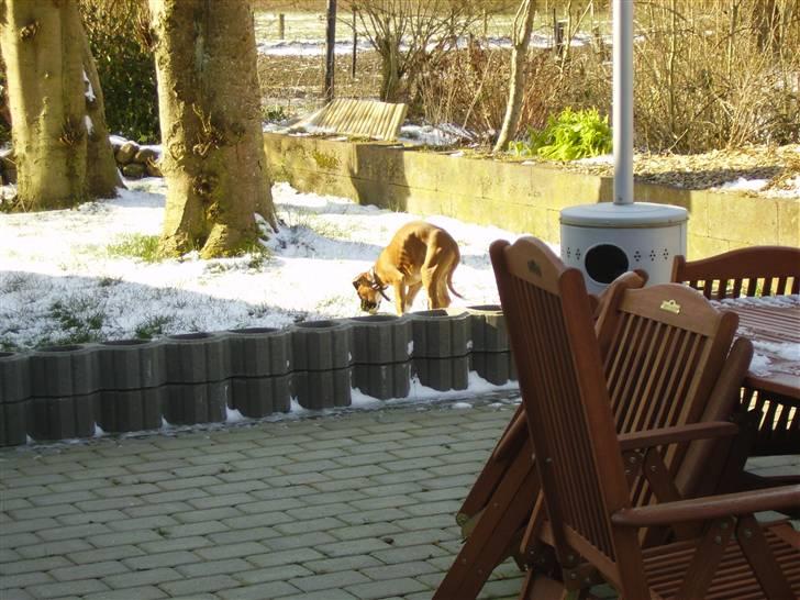 Boxer Arnold, død 24.10.08 billede 10