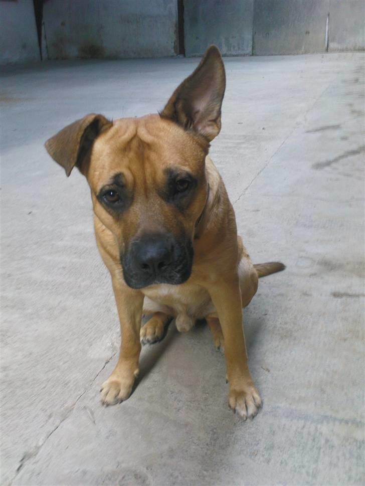 Blanding af racer Tyson billede 17