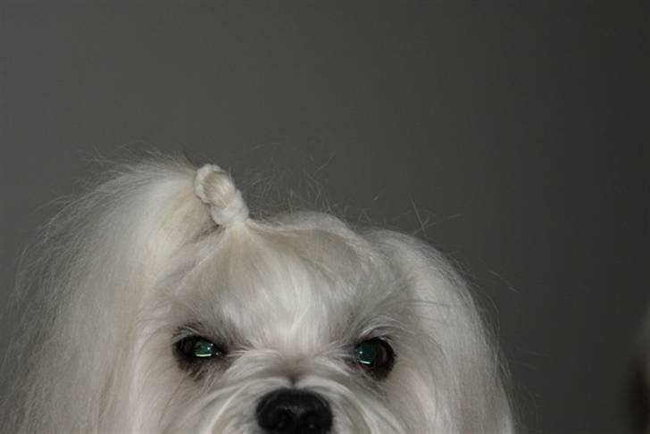 Malteser Fnuggie - titte buuh billede 7