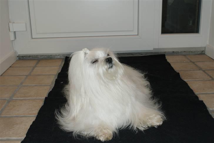 Malteser Fnuggie - mig .... træt nu billede 8