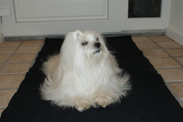 Malteser Fnuggie billede 9