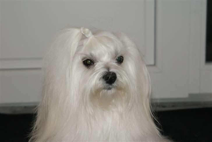 Malteser Fnuggie billede 10