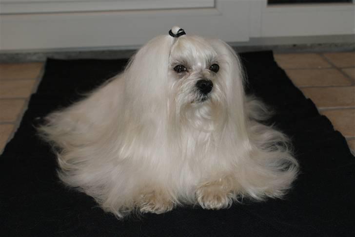 Malteser MAX billede 5