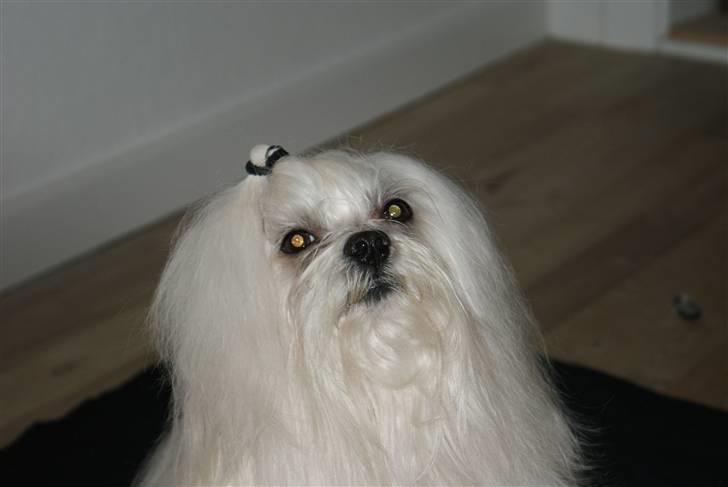 Malteser MAX billede 6