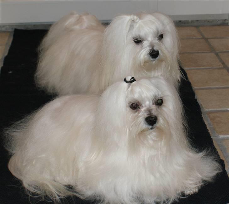 Malteser MAX billede 7