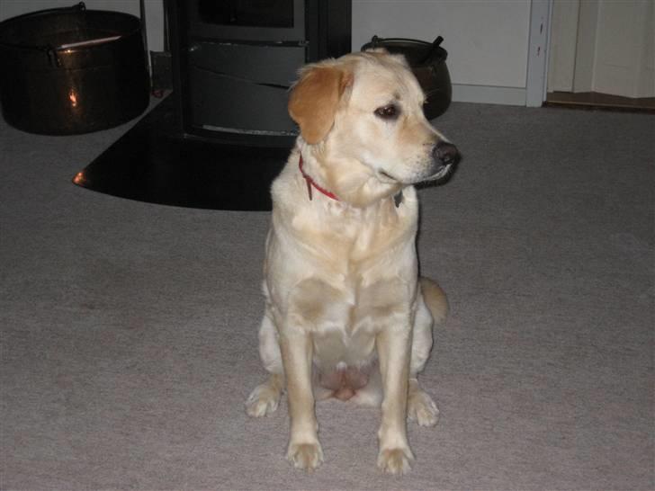 Golden retriever Bella billede 1