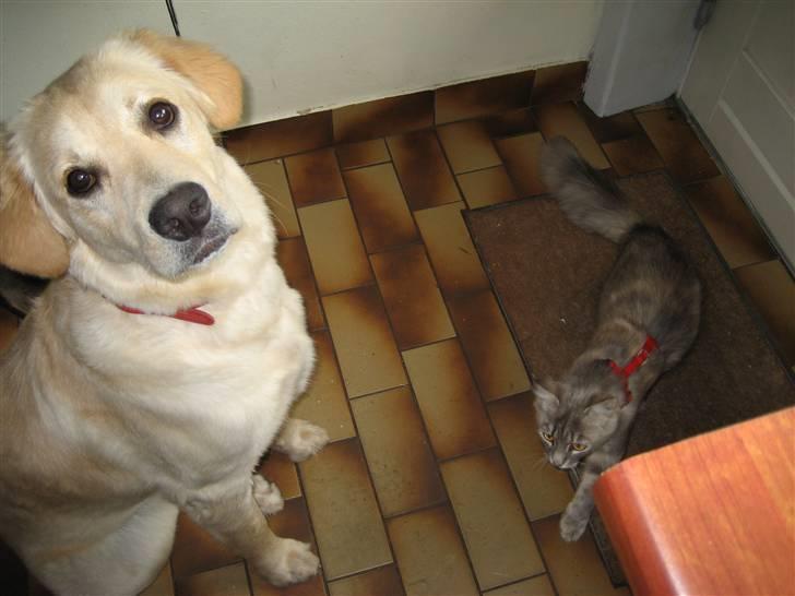 Golden retriever Bella billede 2