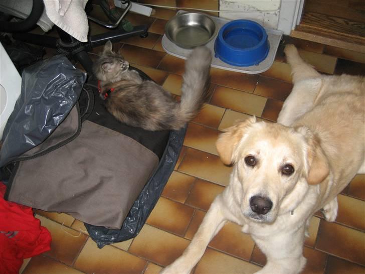 Golden retriever Bella billede 3