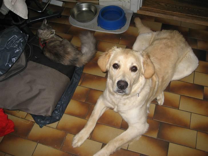 Golden retriever Bella billede 5