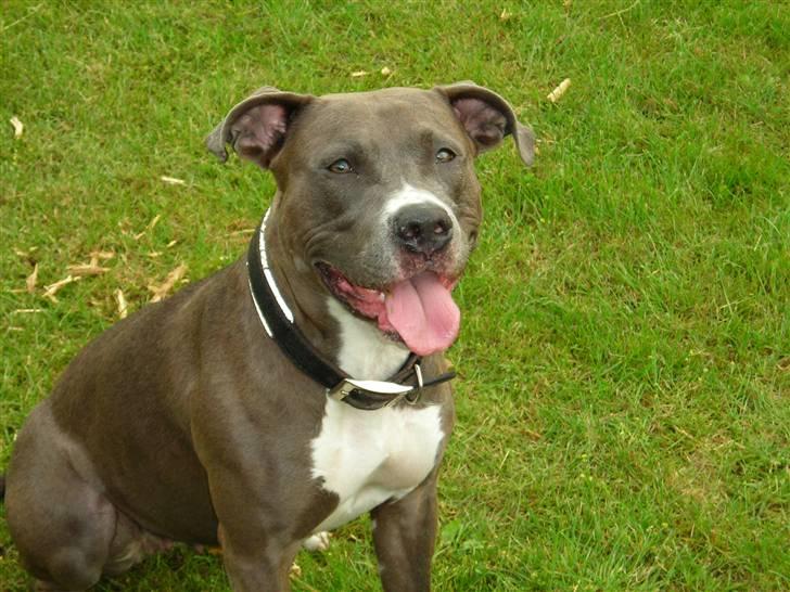 Amerikansk staffordshire terrier Liva - Liva på kløvermarken billede 1