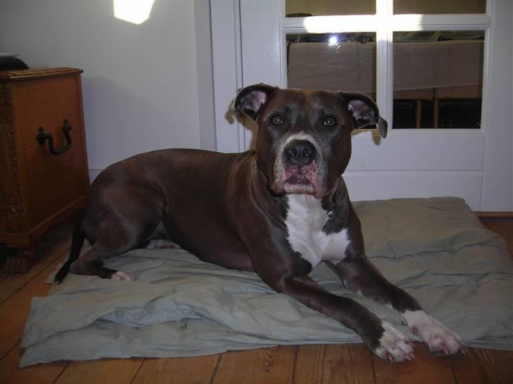 Amerikansk staffordshire terrier Liva - Hjemme i stuen billede 2