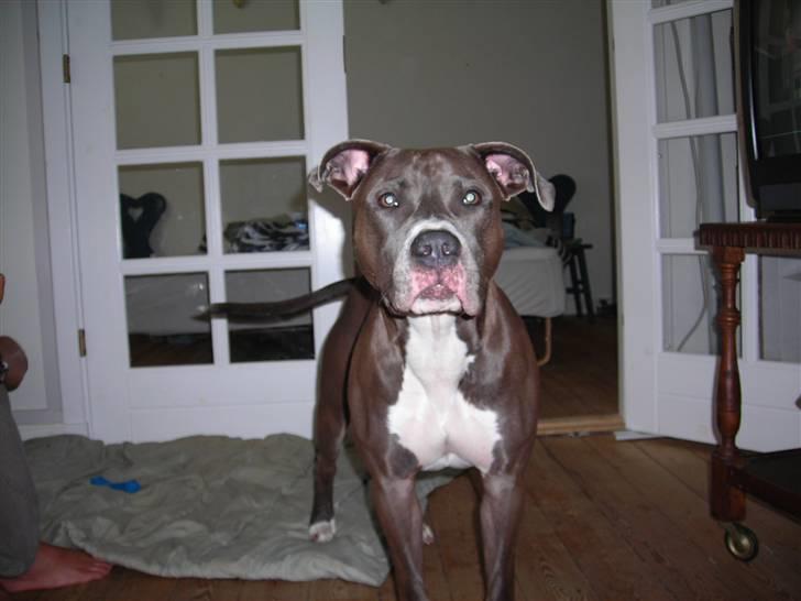 Amerikansk staffordshire terrier Liva - Hjemme i stuen billede 3