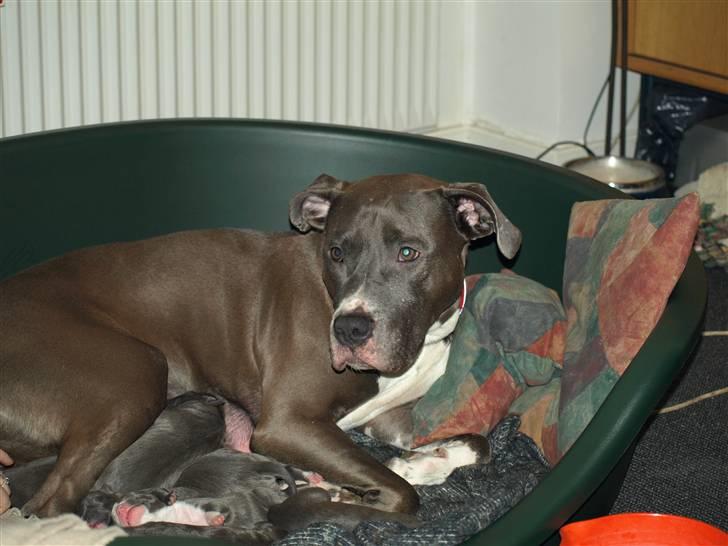 Amerikansk staffordshire terrier Liva - Med sit kuld hvalpe januar 2008 billede 4