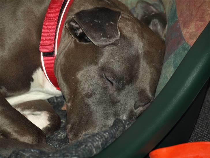 Amerikansk staffordshire terrier Liva - træt efter fødsel billede 5