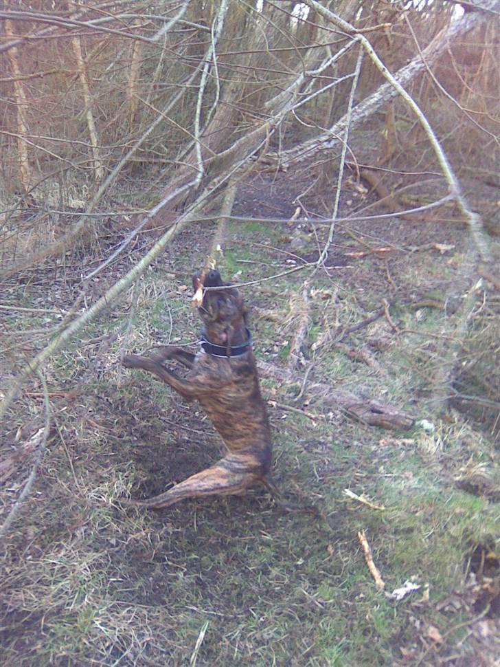 Amerikansk staffordshire terrier fifty billede 1