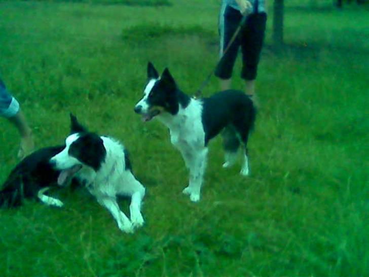 Border collie Taps - Kigger lige får sammen med Zed, nøj vi vil også være med :) billede 6