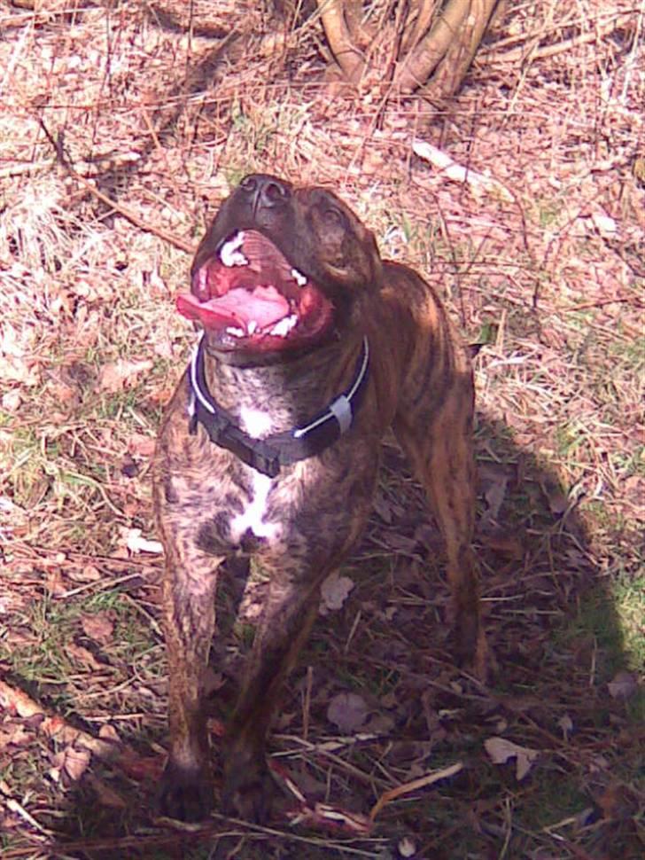 Amerikansk staffordshire terrier fifty billede 2