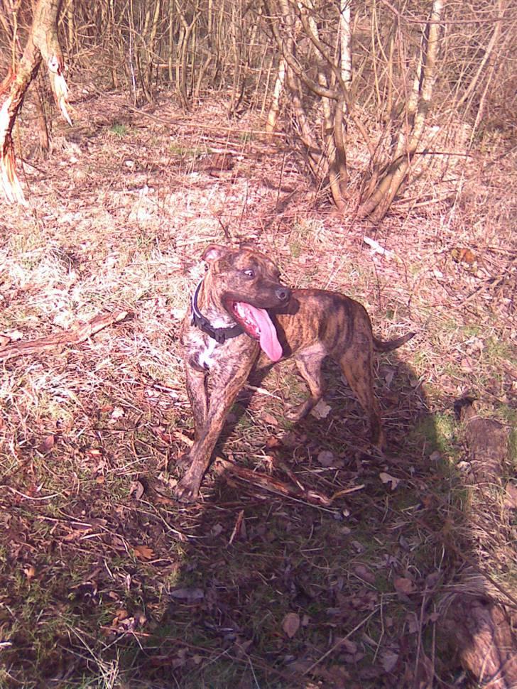 Amerikansk staffordshire terrier fifty billede 4