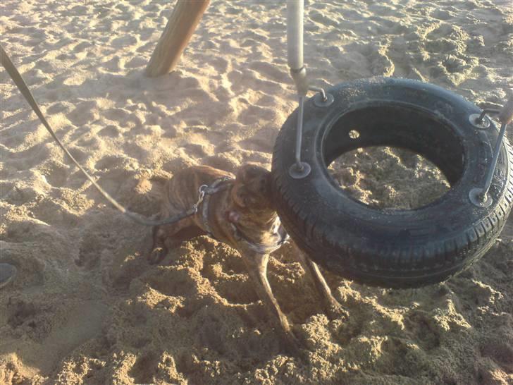 Amerikansk staffordshire terrier fifty billede 5