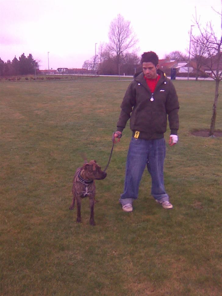 Amerikansk staffordshire terrier fifty billede 6