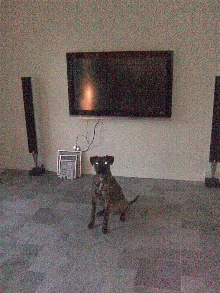 Amerikansk staffordshire terrier fifty billede 7