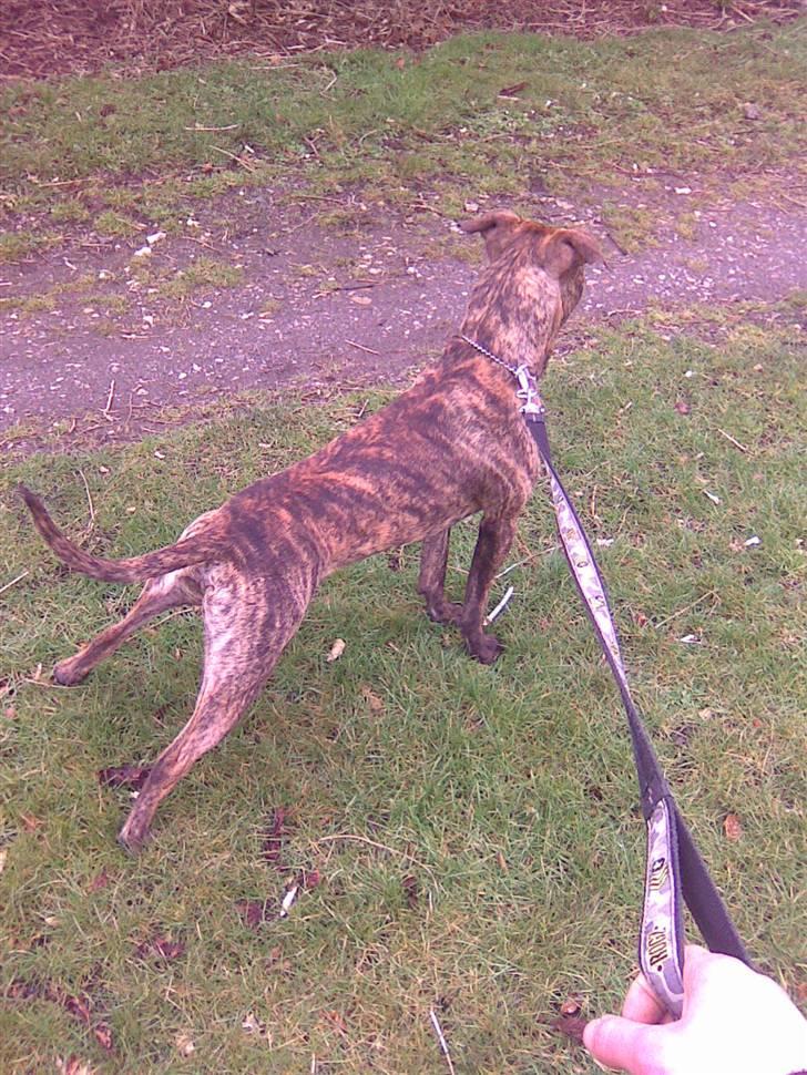 Amerikansk staffordshire terrier fifty billede 8