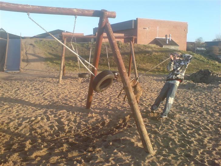 Amerikansk staffordshire terrier fifty billede 9