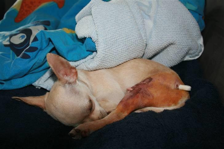 Chihuahua Milou - Milou brækkede benet den 17/05/08 Suk Suk her kan i se sømmene i hans lille ben billede 4