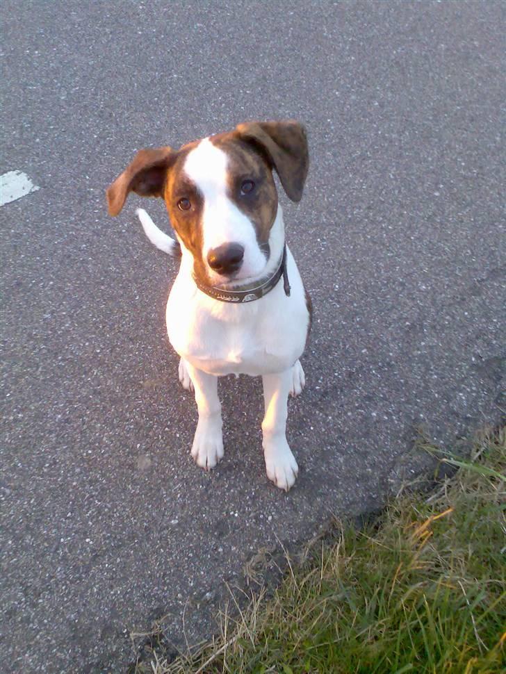 Blanding af racer Miami - På vej ned til sin legekammerat Molly :) billede 7