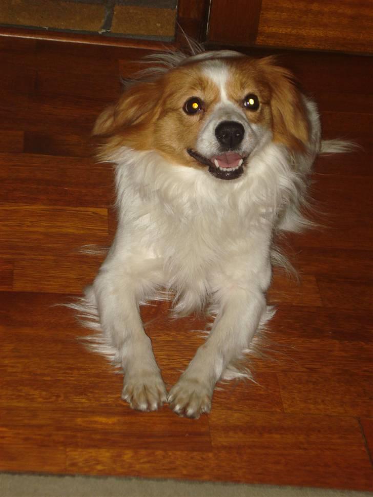 Blanding af racer R.I.P Lady billede 8