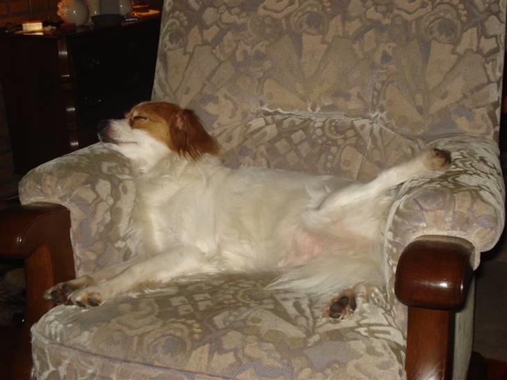 Blanding af racer R.I.P Lady billede 9