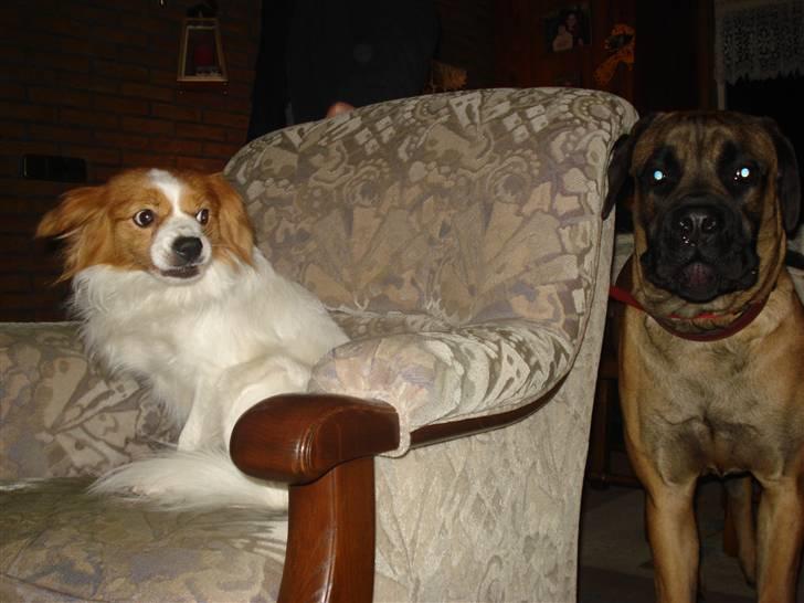 Blanding af racer R.I.P Lady billede 10