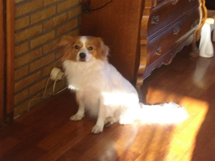 Blanding af racer R.I.P Lady billede 11