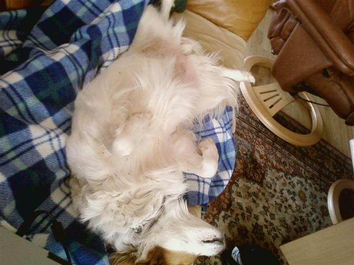 Blanding af racer R.I.P Lady billede 12