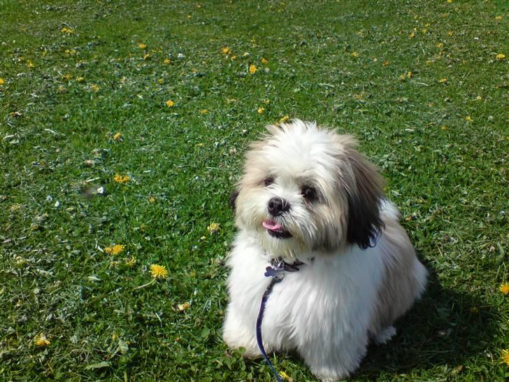 Lhasa apso balou billede 1