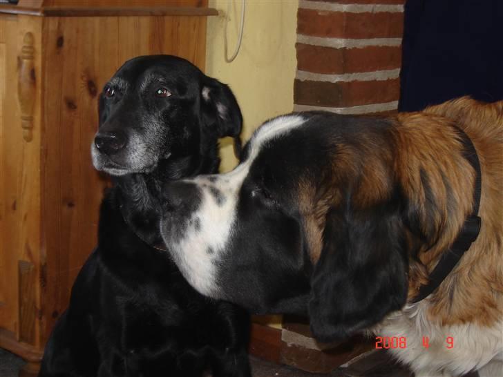 Blanding af racer R.I.P. Trunte - vil du ikke godt værer så sød at lade vær med at snuse til mig balder : ) hihi billede 4