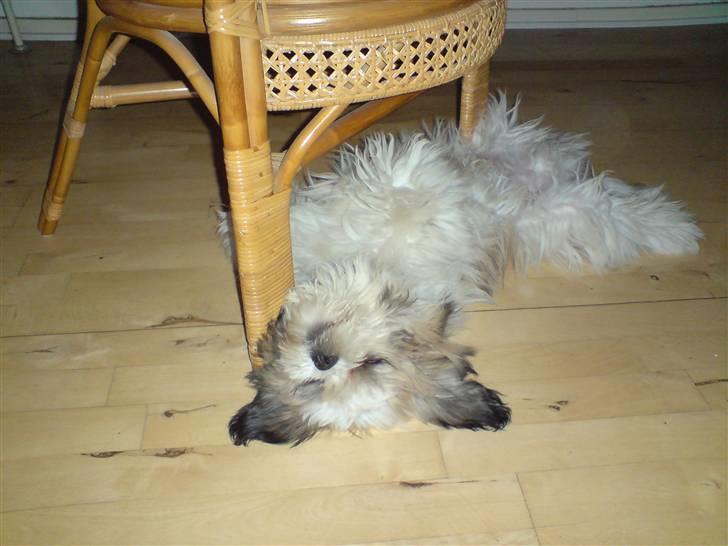 Lhasa apso balou - zzzzzzzzzzzzzzzzzzzzzzzz billede 2