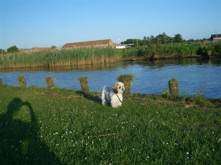 Lhasa apso balou - er jeg ikke nuttet billede 3