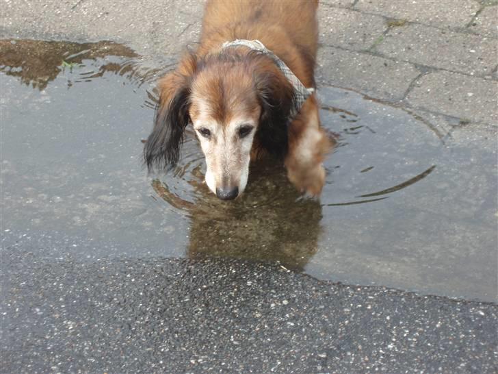 Dværggravhund Heiko RIP - UHHH!!!!! det er koldt for mine små fusser billede 1