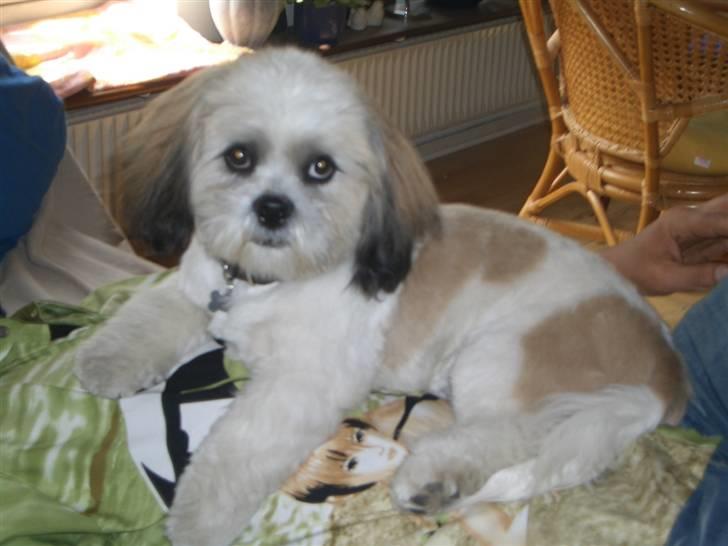 Lhasa apso balou - dejlig nyklippet billede 4