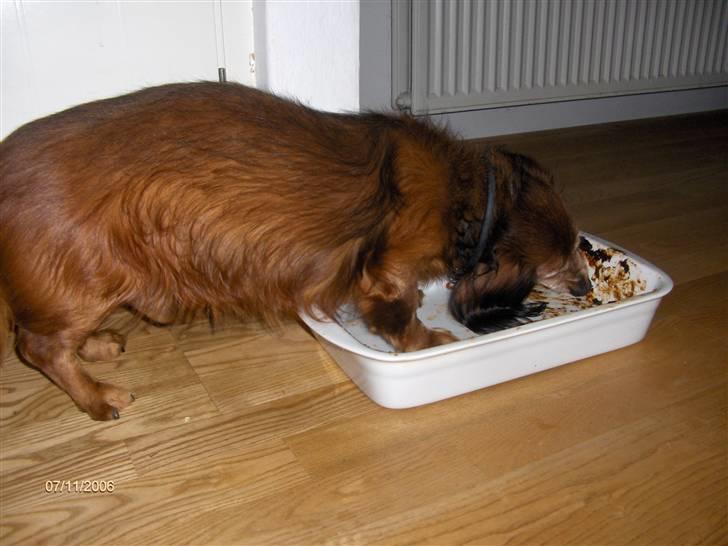 Dværggravhund Heiko RIP - MAD MAD må have mad.............( ; billede 2